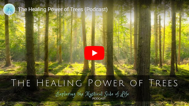 THE HEALING POWER OF TREES